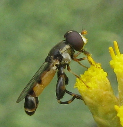 Syritta pipiens e..